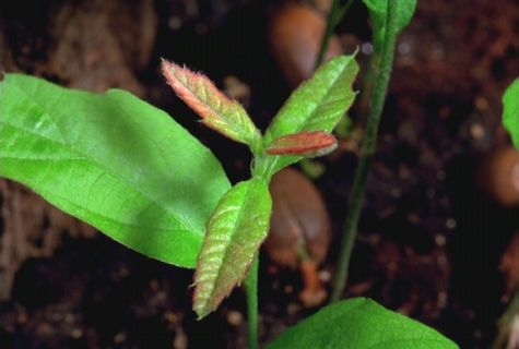 植物生长视频素材素材下载