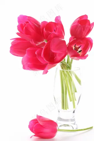 郁金香花束背景图