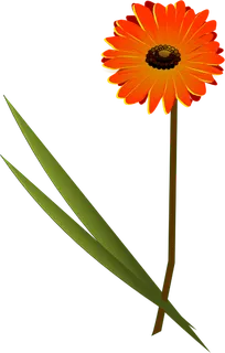 非洲菊的剪辑艺术