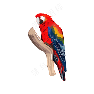 手绘插图动物五彩鹦鹉PSD源文件手绘插图动物五彩鹦鹉PSD源
