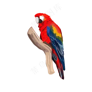 手绘插图动物五彩鹦鹉PSD源文件手绘插图动物五彩鹦鹉PSD源