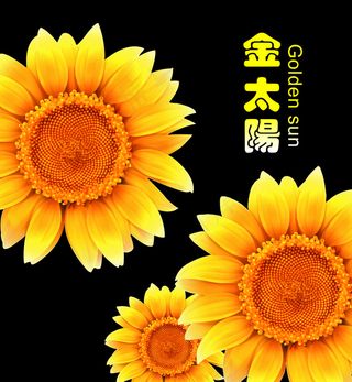 太阳花金太阳歌厅外墙贴海报