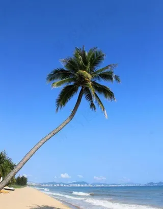 沙滩椰子树图片