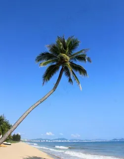 沙滩椰子树图片 沙滩椰子树图片