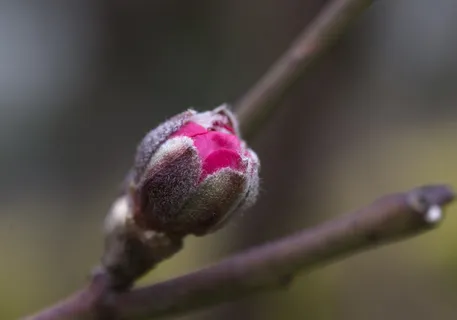 梅花图片 梅花图片