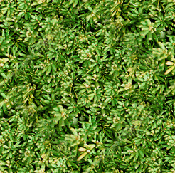 Bonsai Trees 03 开...