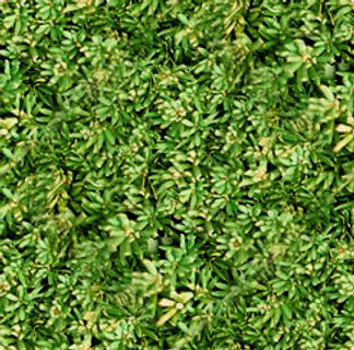 Bonsai Trees 03 开...