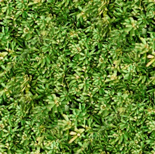 Bonsai Trees 03 开...