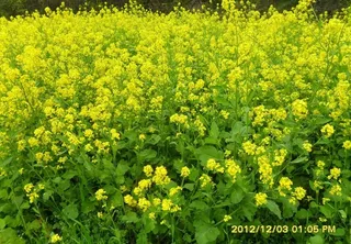 春天油菜花图片