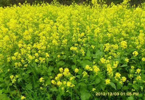 春天油菜花图片 春天油菜花图片