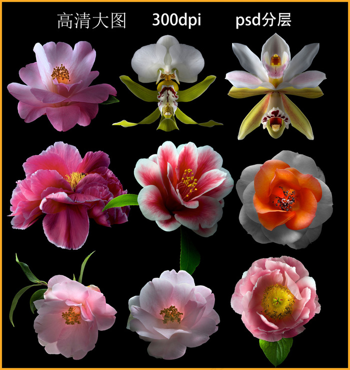 摄影花卉psd模版下载