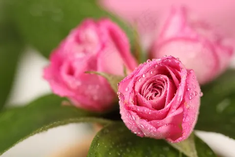 粉色玫瑰花静物设计素材