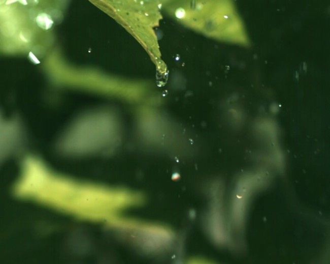 绿叶水滴素材下载