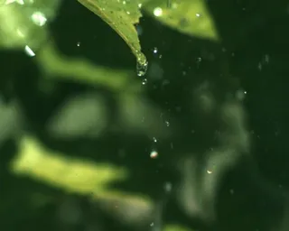 绿叶水滴素材下载