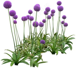 高清免抠植物葱