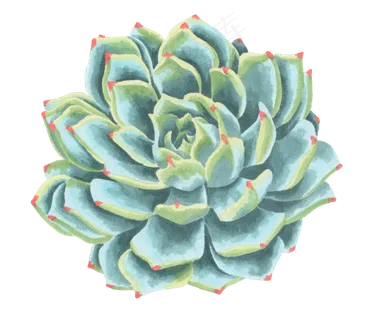 新鲜多肉花卉图片素材