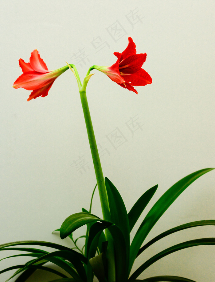 大红花