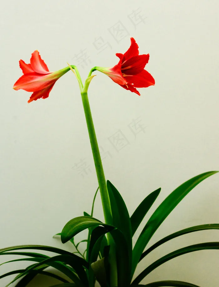 大红花