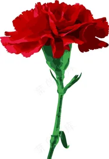 粉色康乃馨母亲节鲜花 矢量ai