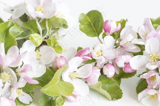 简约小清新文艺风插花静物摆拍背景