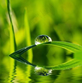 水珠与绿叶高清图片