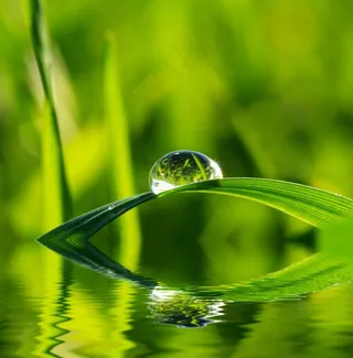 水珠与绿叶高清图片
