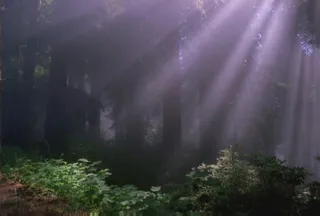 高山森林视频素材素材下载