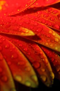 带水珠的花朵花瓣图片