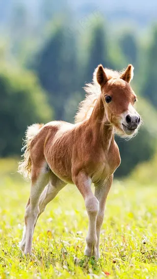 阳光下的小马高清摄影图片