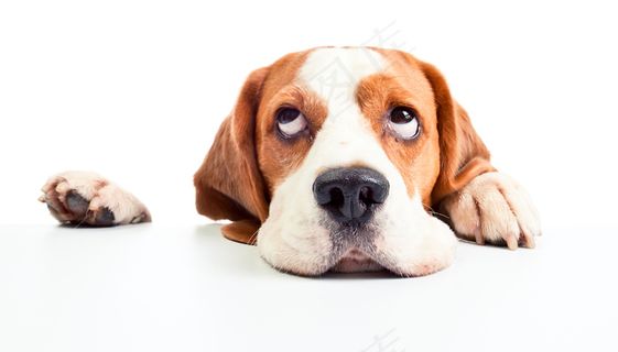 趴着的可爱的狗图片