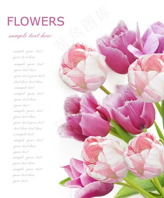 郁金香花束背景图