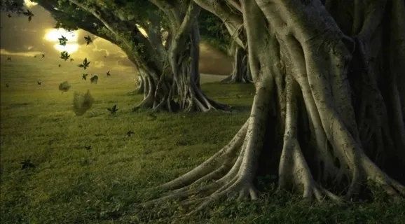 森林树木视频素材