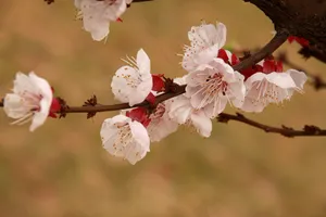 杏花