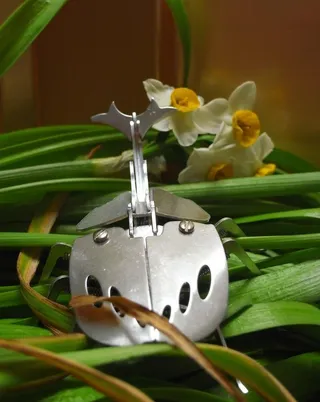 不朽的昆虫图片