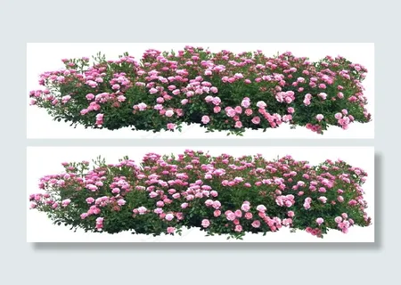 粉色花卉psd素材