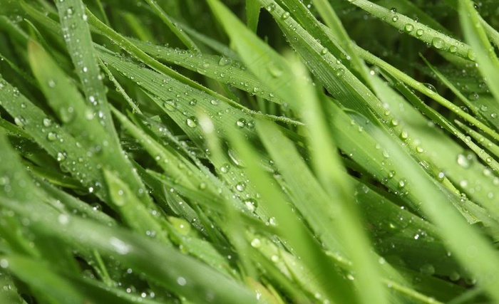绿草 露水图片