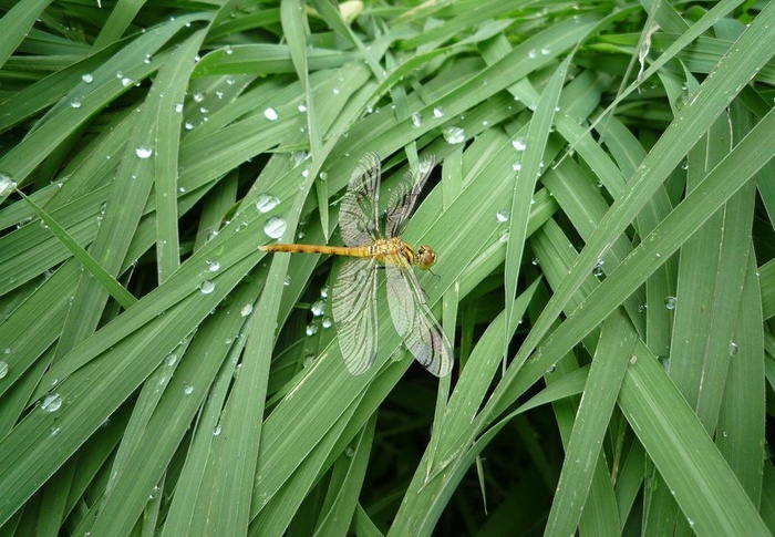 水滴蜻蜓图片