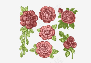 手绘玫瑰花