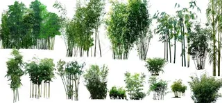 景观设计效果图素材 PS素材 竹P...