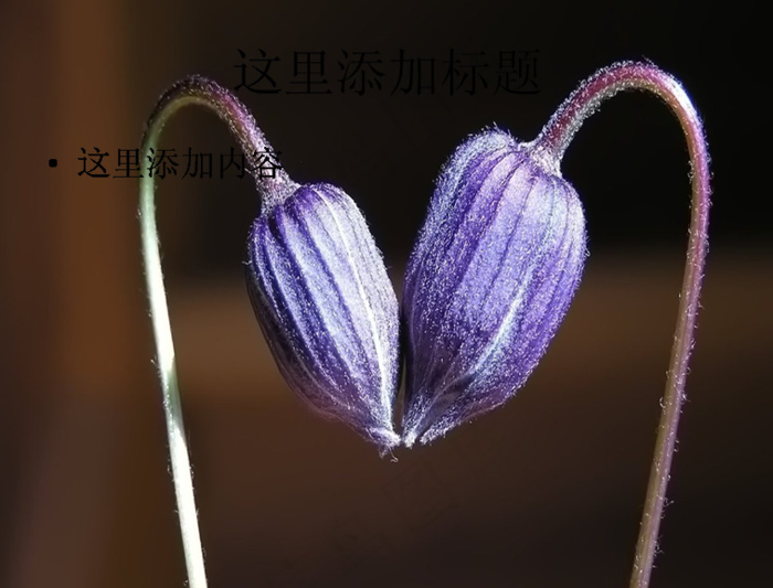 成双成对的花儿惹人怜唯美花朵pp...