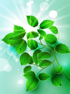 春天绿叶的光线 春天绿叶的光线