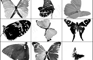 蝴蝶ps笔刷图片