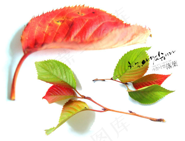 秋日红色落叶系列psd素材-2