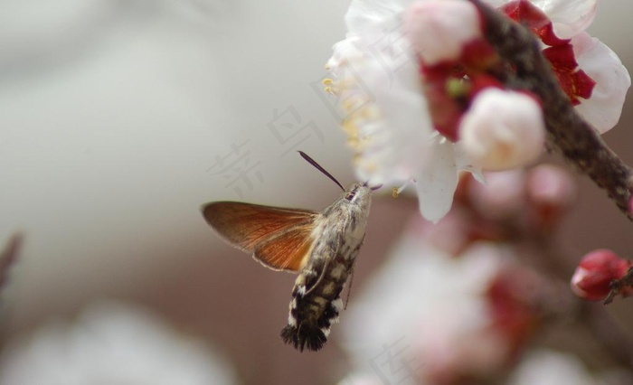 杏花 昆虫图片