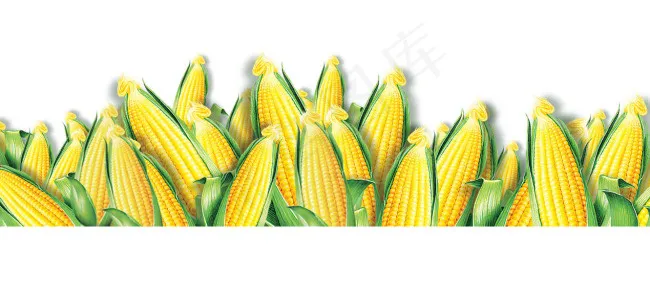 玉米psd模版下载