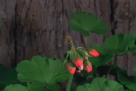 植物背景视频素材