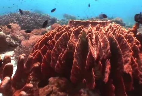 海底生物模板下载