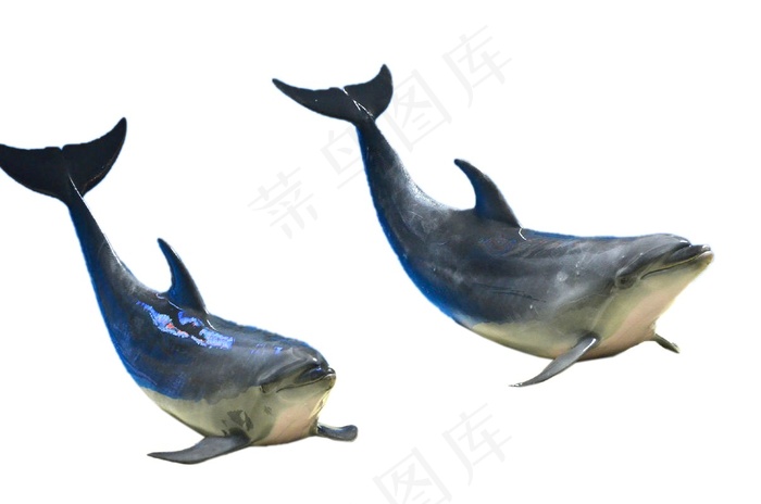 海豚免抠素材PSD分层psd模版下载