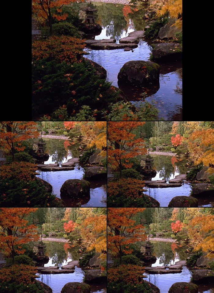 秋天红叶森林小溪流水视频素材