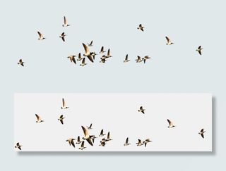 水彩手绘鸟大雁水墨麻雀PNG免扣素...